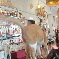 ... far from being shy at DAS HOUSE Café & Bar in Vienna