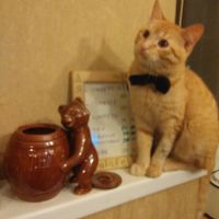 This is the famous cat Shmidt! at RAnDOM - Dyadya Fadi in St Petersburg