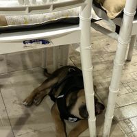   at Komorebivegan in Da Nang