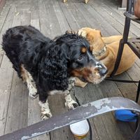 Dog friendly! They gave our dogs water 💦 at The Gem and Keystone Brew Pub in Shawnee On Delaware