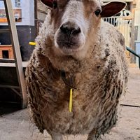  at Sanctuary het Wijland in Darp