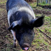  at Sanctuary het Wijland in Darp