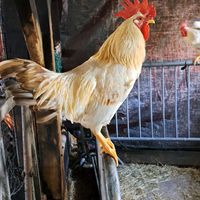  at Sanctuary het Wijland in Darp