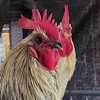 Amaris and Luther at Sanctuary het Wijland in Darp