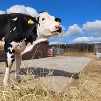 Evie at Sanctuary het Wijland in Darp