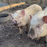   at Sanctuary het Wijland in Darp