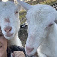   at Sanctuary het Wijland in Darp