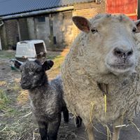   at Sanctuary het Wijland in Darp