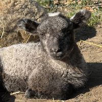   at Sanctuary het Wijland in Darp