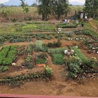 Farm with lots of veggies and herbs at Shared Happy Farm in Houayxay