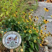 pollinator garden in back with some native plants😄 at Casa Cacao  in Columbus