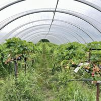 Pick your own strawberries   at Black Isle Berries  in Muir Of Ord