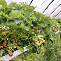 Pick your own strawberries   at Black Isle Berries  in Muir Of Ord