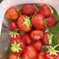 Pay by weight for the strawberries   at Black Isle Berries  in Muir Of Ord