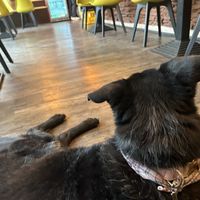 Dogs allowed  at Burari in Wiesbaden - Ramen und Dumpling's Bar in Wiesbaden