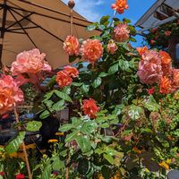 Beautiful garden setting at Robin's Restaurant in Cambria