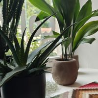  at Colibri in Vilnius