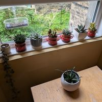 plant friendly at Folks Cafe in Edinburgh