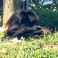 Monkey   at Florida Cracker Monkey Bar in Homosassa