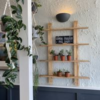 House plants for salee  at Burridge's in Torquay