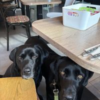 Dog friendly   at Le Petit Blangy by Mezzaluna in Saint-laurent-blangy