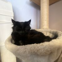 Veggan the cat  at Manx Cat Café in Douglas