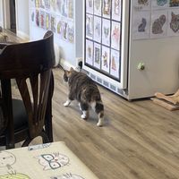 Bonnag the cat  at Manx Cat Café in Douglas