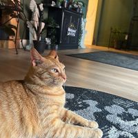  at Catnip Café and Lounge in Plant City