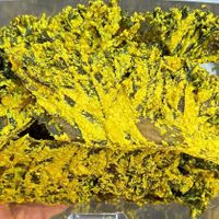 Kale chips   at Cocobeet in Boston