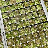 Seed planting in the nursery   at Dundreggan Rewilding Centre in Inverness