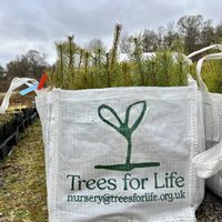 Tree planting   at Dundreggan Rewilding Centre in Inverness