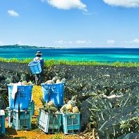  at Henna Pine in Ishigaki