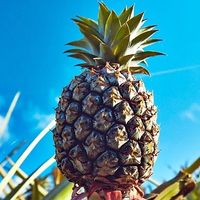  at Henna Pine in Ishigaki