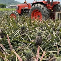  at Henna Pine in Ishigaki