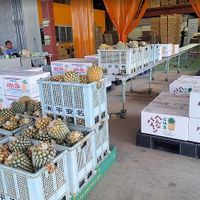  at Henna Pine in Ishigaki