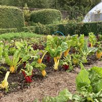 Walked vegetable garden at Kingairloch   at Boathouse Resturant in Fort William