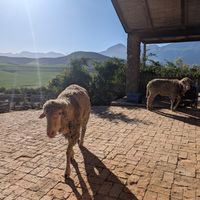 Sheep at Greyton Farm Animal Sanctuary in Greyton