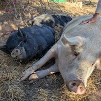 More piggies at Greyton Farm Animal Sanctuary in Greyton