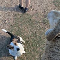 Dog and sheep at Greyton Farm Animal Sanctuary in Greyton