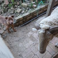 Another doggie and the sheep at Greyton Farm Animal Sanctuary in Greyton