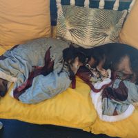 Cute doggies at House of Wonders in Cascais