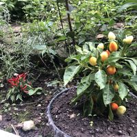 Veg is growing in the city!  at Zelen in Belgrade