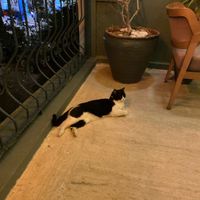 Friendly resident cat  at Nova Restaurant   in Antalya