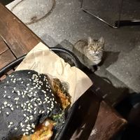 Cat!!!  at 25 Degrees in Lake Tekapo