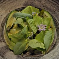  at Koka in Gothenburg