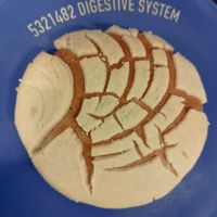 Conchitas 😋👌 at Boddi in Mexico City