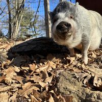 One of our rescued piggies! Maxwell!  at Sunny Meadow Sanctuary in Barre