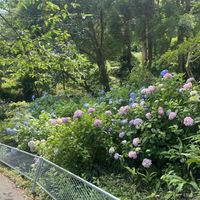 Nearby Hydrangeas  at 24sekki in Kamakura