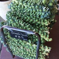 Fresh Brussel sprouts at Pezzini Farms at Pezzini Farms in Castroville