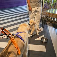  at The Pet People Cafe in Bangalore